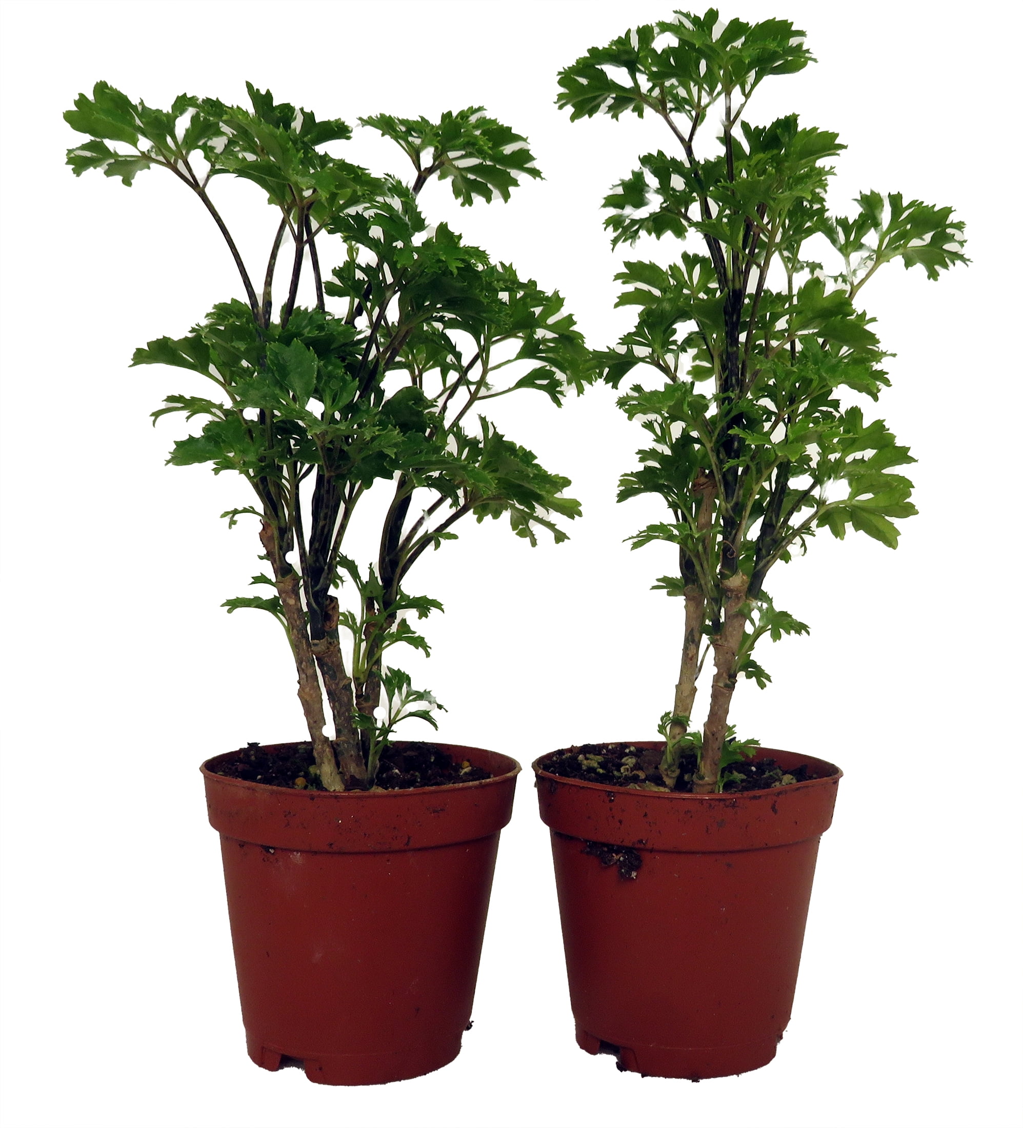 tall bonsai tree Genuine Quartz Gemstone Bonsai Tree in Oval Ceramic Pot (15” Tall)