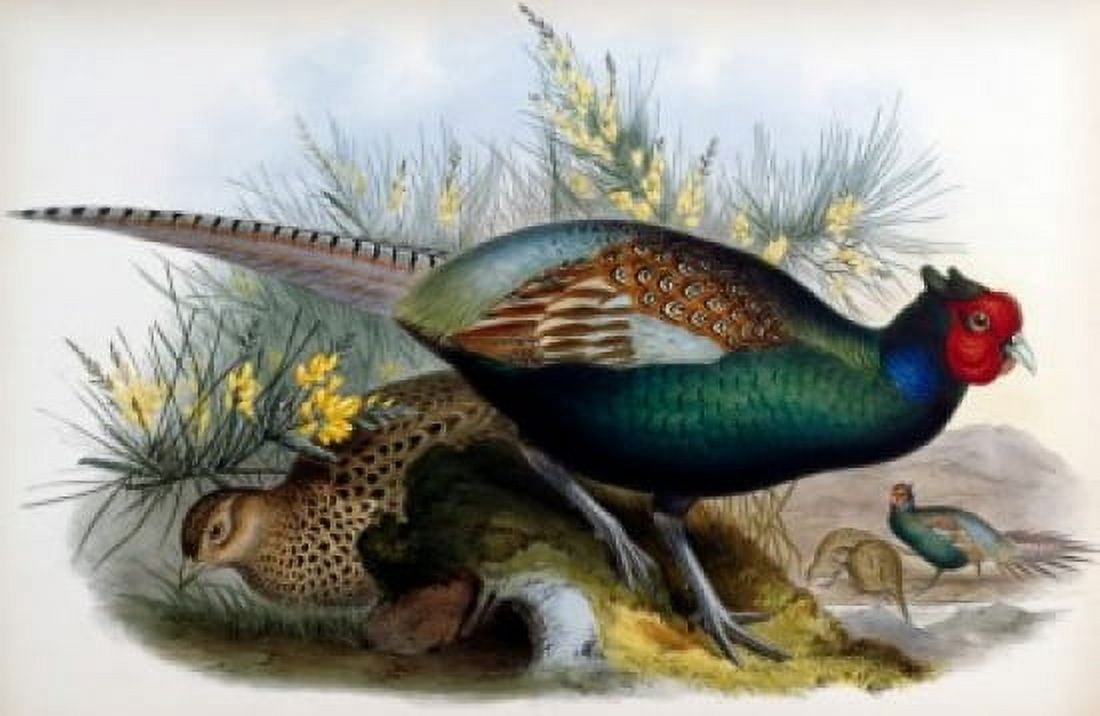 Japanese Pheasant John Gould (1804-1881 British) Canvas Art - John Gould (18 x 24)