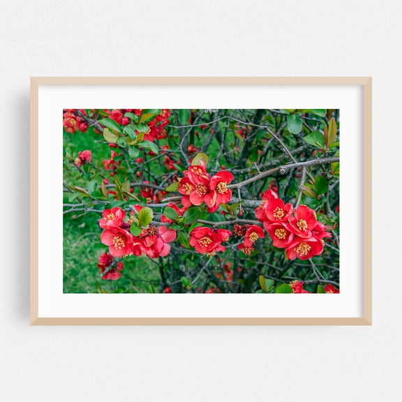 Japanese Quince in Bloom - Gettysburg Pennsylvania Photography Flowers Floral Botanical Garden Nature Scenic Oak Framed Wall Art Print 8 x 10 inches