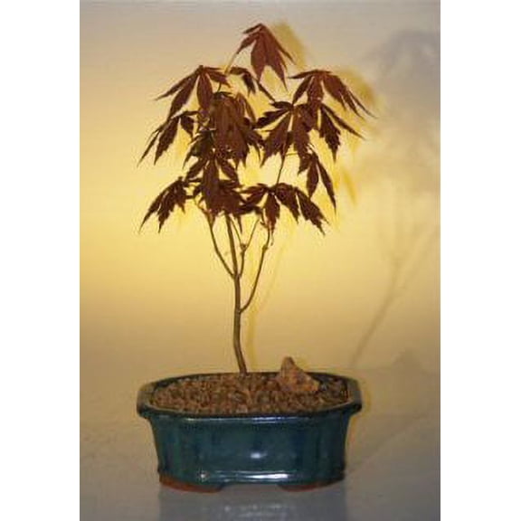 Japanese Red Maple Bonsai Tree - Small 9 years old, 12" - 14" tall perfect for patio, deck, balcony or garden