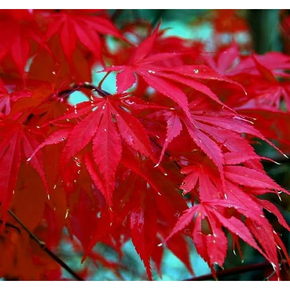 Japanese Red Maple Tree Seeds | 30+ Seeds | Highly Prized for Bonsai, Japanese Maple Tree Seeds