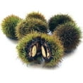 thumbnail image 1 of Japanese Silverleaf Chestnut Tree Seeds - Prolific Yielder - Castanea crenata Silverleaf (5 Seeds), 1 of 3