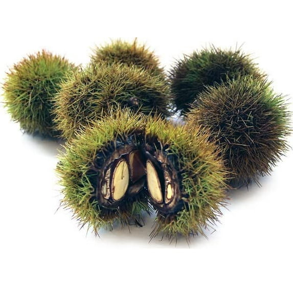 Japanese Silverleaf Chestnut Tree Seeds - Prolific Yielder - Castanea crenata Silverleaf (5 Seeds)