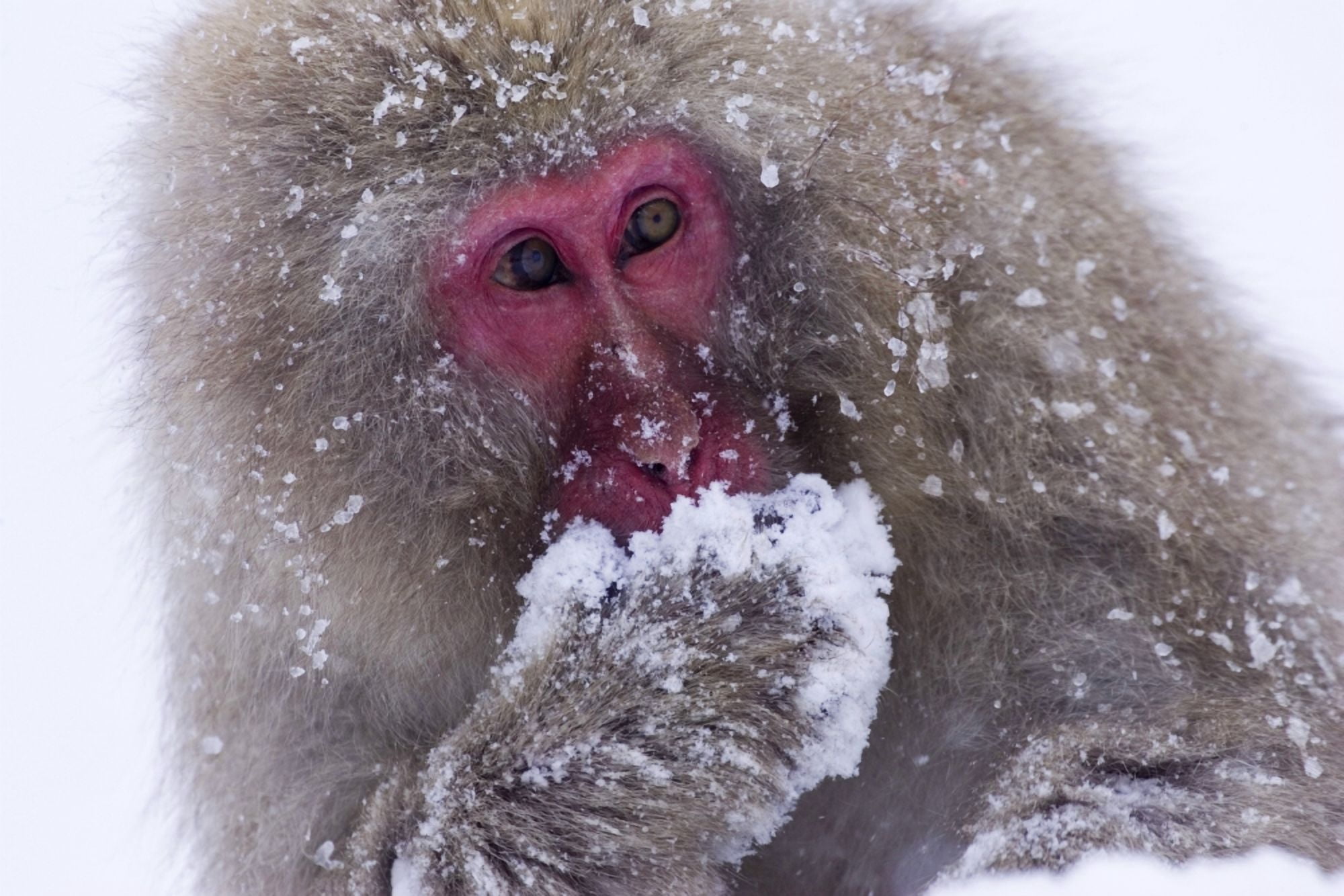 Japanese Snow Monkey Canvas Art - Natural Selection Anita Weiner Design Pics (18 x 12)