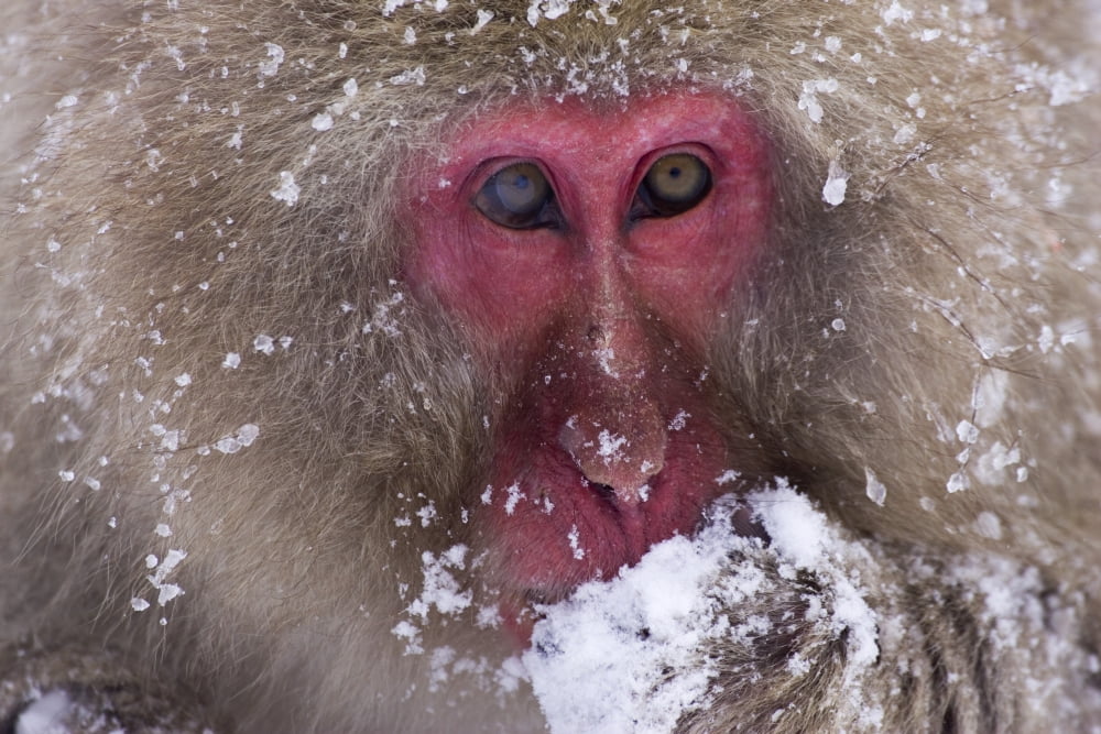 Japanese Snow Monkey Canvas Art - Natural Selection Anita Weiner Design Pics (36 x 24)