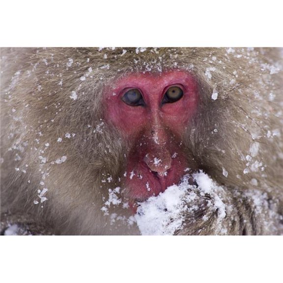 Japanese Snow Monkey Poster Print by Natural Selection Anita Weiner - 18 x 12