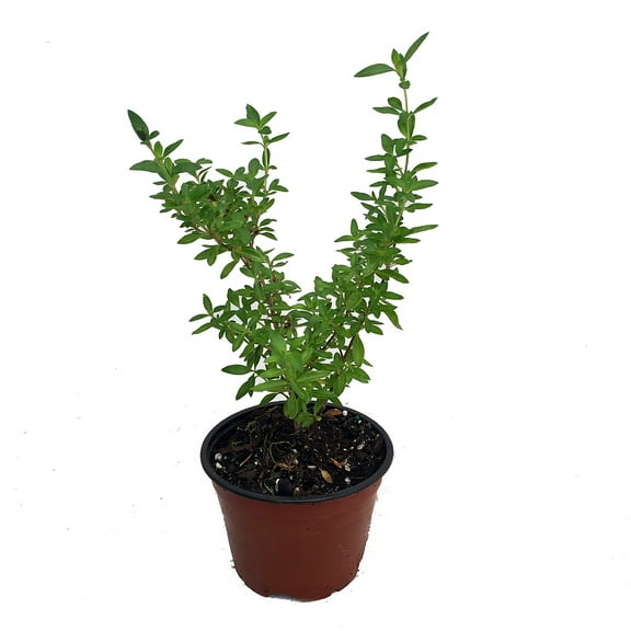 Japanese Snow Rose Serissa - Bonsai or House Plant - 4" Pot