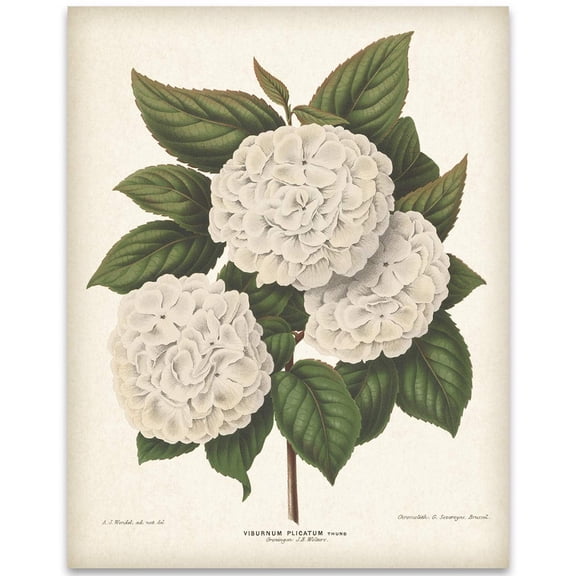 Japanese Snowball Flower Illustration 11x14 Unframed Print  Vintage Botanical Illustration of Viburnum Plicatum  Floral Elegance for Living Room, Office, or Bedroom Decor  Timeless Botanical Art
