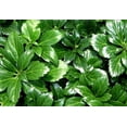 thumbnail image 1 of Japanese Spurge 48 Plants - Pachysandra - Hardy Groundcover - 1 3/4" Pots, 1 of 3