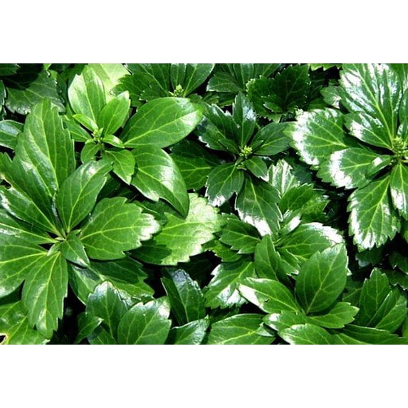 Japanese Spurge 48 Plants - Pachysandra - Hardy Groundcover - 1 3/4" Pots