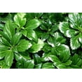 thumbnail image 1 of Japanese Spurge 48 Plants - Pachysandra - Hardy Groundcover - 1 3/4" Pots, 1 of 3