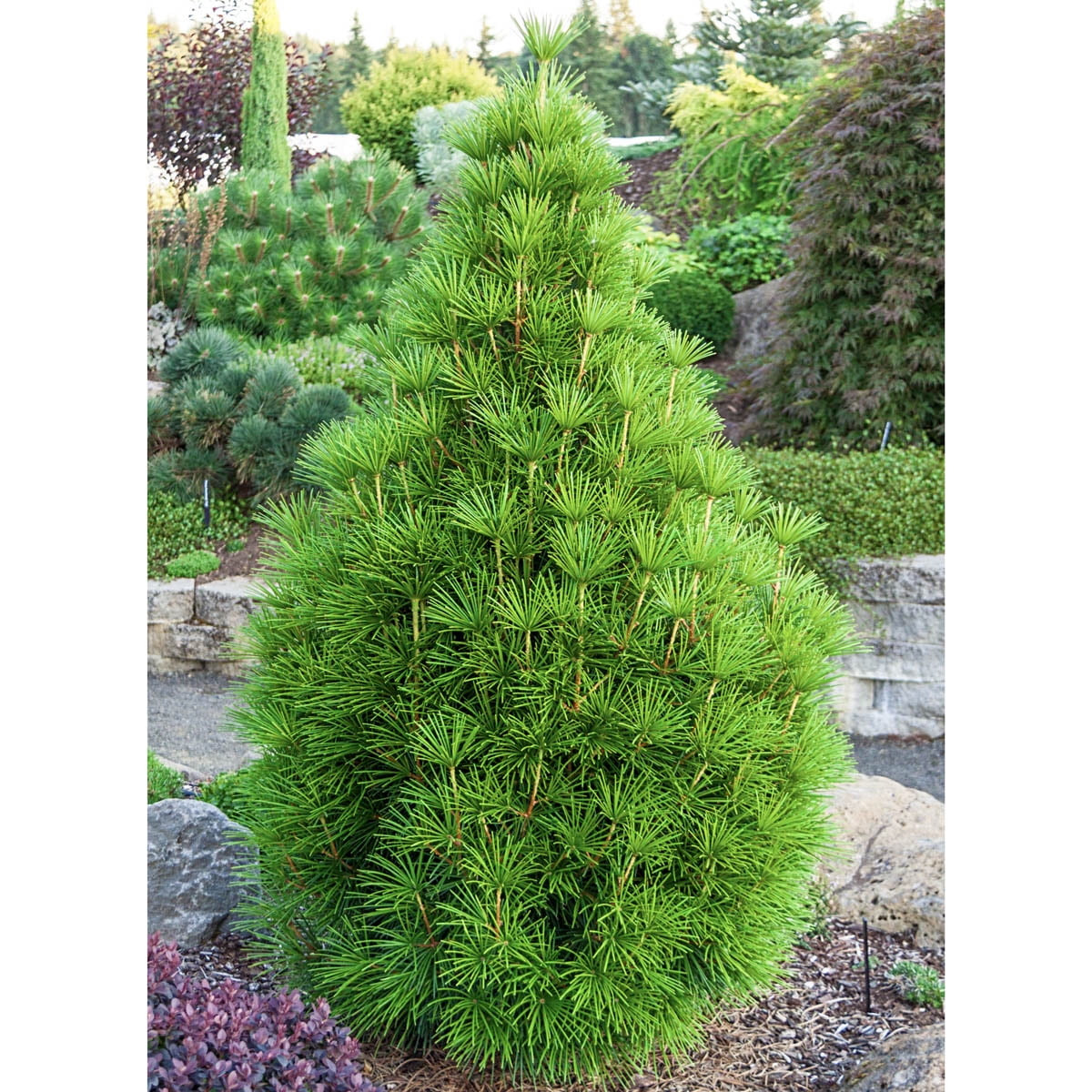 Japanese Umbrella Pine Bare Root Starter Evergreen Shrub (1Pack