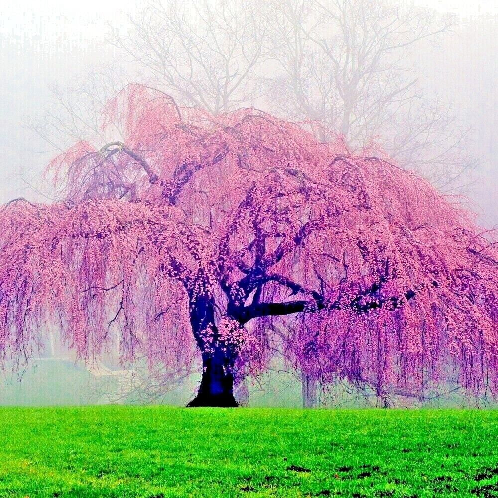 Japanese "WEEPING SAKURA" Cherry Blossom Flower Tree Seeds (pendula