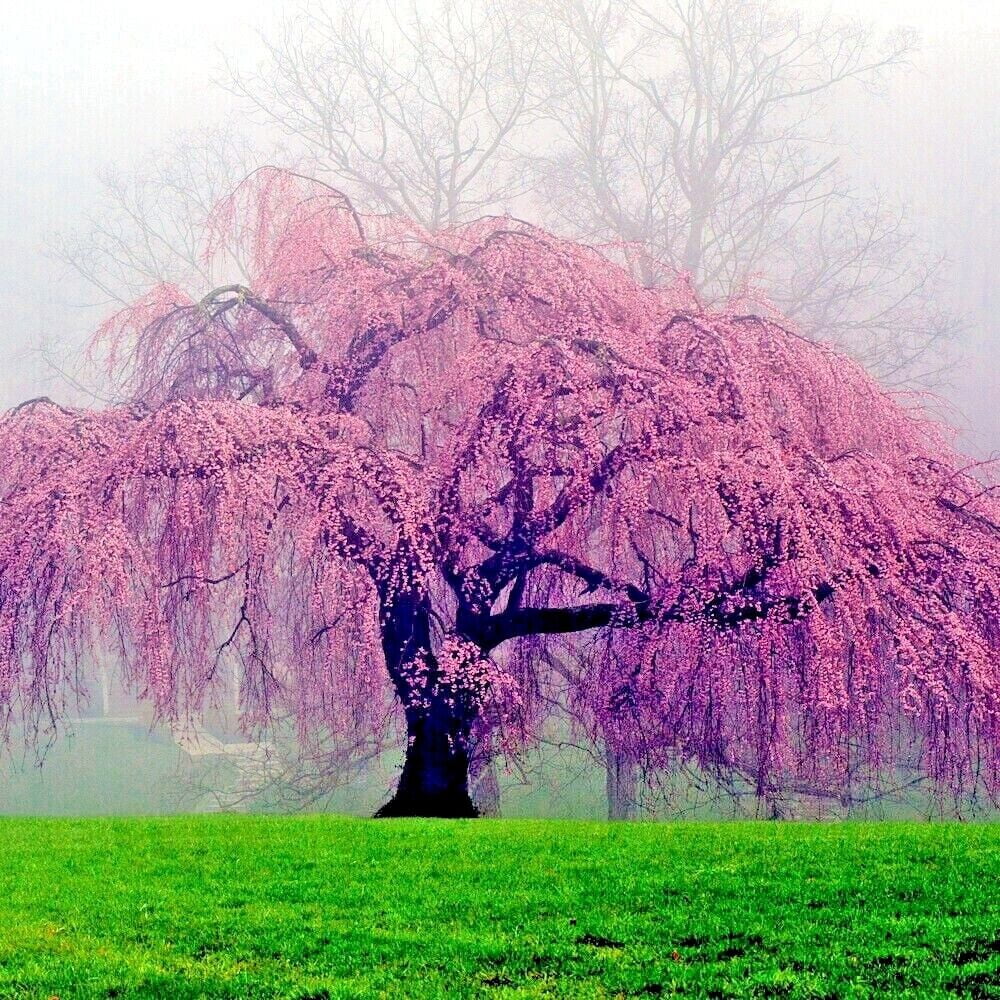 Japanese "WEEPING SAKURA" Cherry Blossom Flower Tree Seeds (pendula