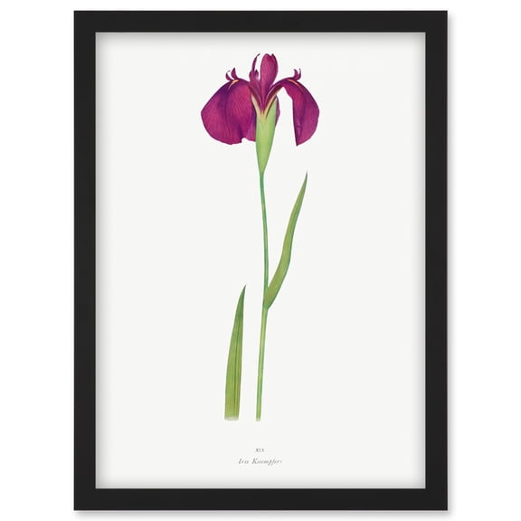 Japanese Water Iris Flower Floral Stem Illustration on White Artwork Framed Wall Art Print A4