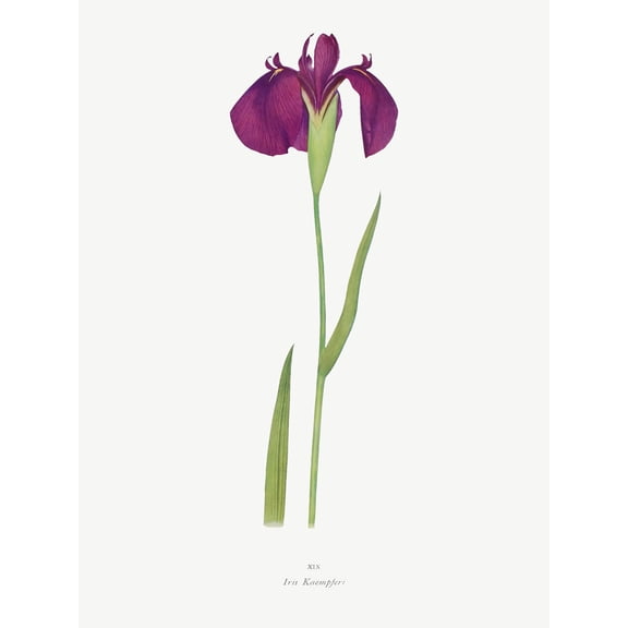 Japanese Water Iris Flower Floral Stem Illustration on White Extra Large XL Wall Art Poster Print