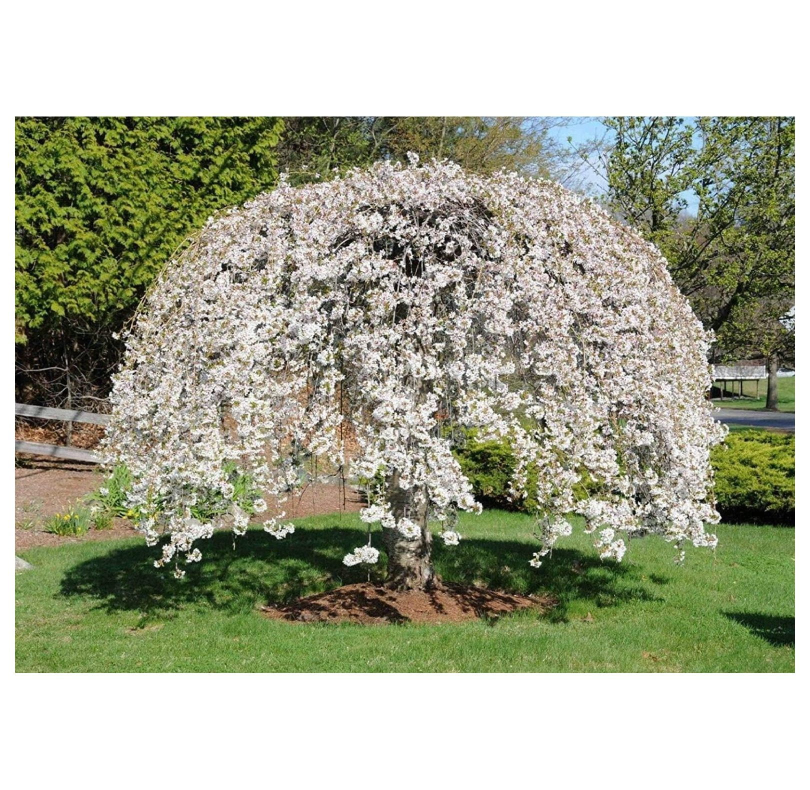 weeping yoshino cherry tree height