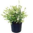 thumbnail image 1 of Japanese Willow - Salix 'Hakaro Nishiki' | 3 Gallon Size Container, 1 of 5