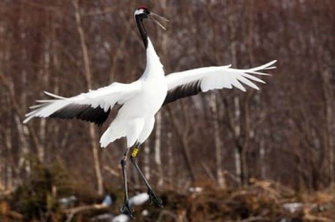 Japanese crane Hokkaido Japan Canvas Art - Art Wolfe DanitaDelimont (36 x 24)