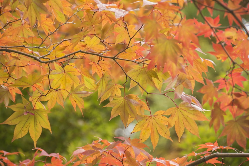 Japanese maple in autumn colours Uji Kyoto Japan Canvas Art - Philippe Widling Design Pics (19 x 12)