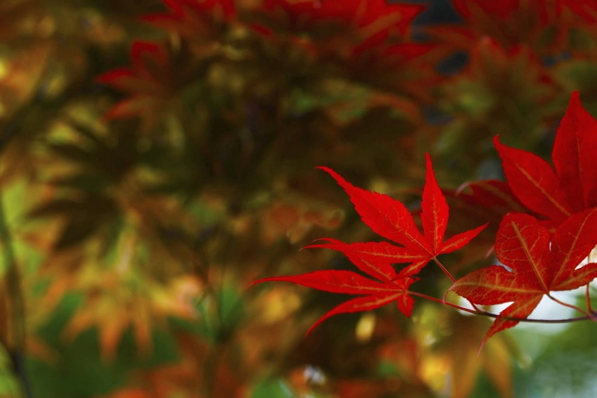 Japanese maple leaves Edmonton Alberta Canada Canvas Art - Jean A H Jackson Design Pics (38 x 24)