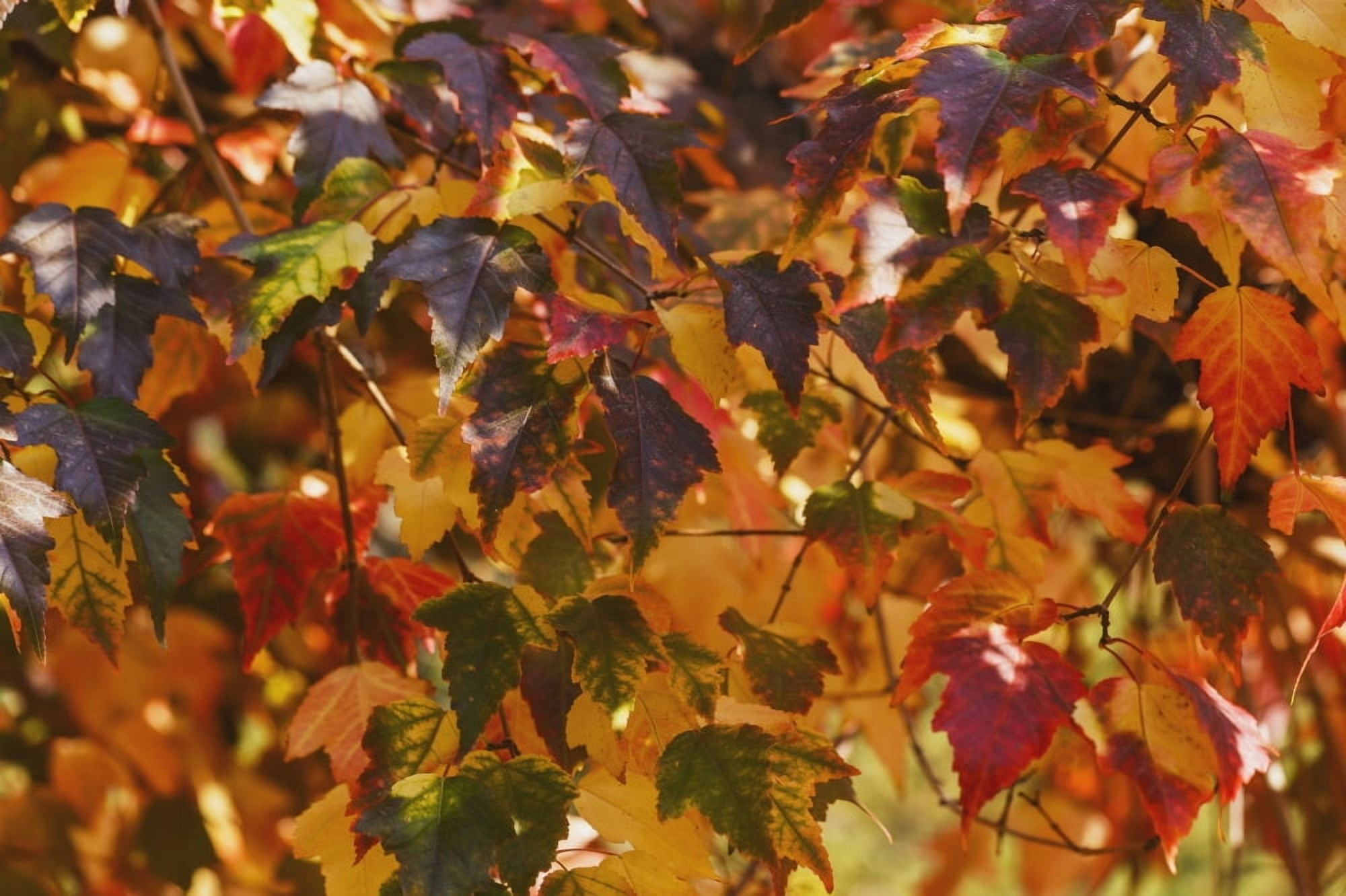 Japanese maple leaves in autumn Edmonton Alberta Canada Canvas Art - Jean A H Jackson Design Pics (19 x 12)