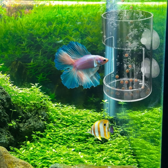 Japceit Floating Fish Feeder, Parrotfish Food Dispenser with Suspended Ring, Aquarium Feeding Tool for Fish Tank, Floating Fish Food Container for Pet Fish