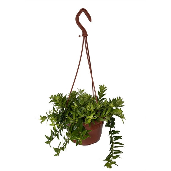 Japhrolepis Lipstick Plant - Aeschynanthus - 6" Hanging Basket