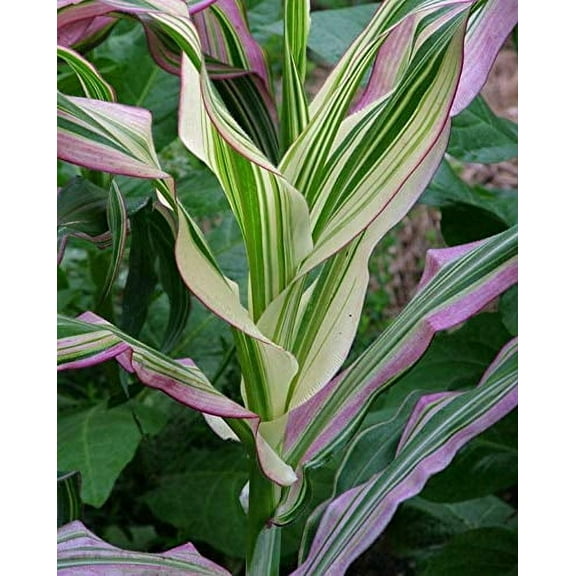 Japonica Corn Seeds for Planting | 10 Seeds | Rare Exotic Plant