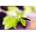 thumbnail image 1 of Japonica Tree, Selective Focus On Green Leaves. Poster Print (34 x 22), 1 of 4