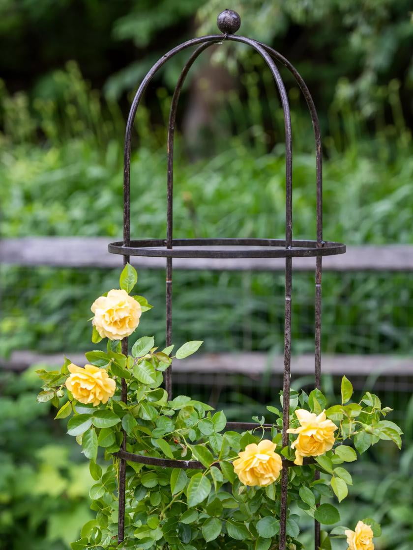 Semicircular Black Powder-Coated Metal Garden Trellis