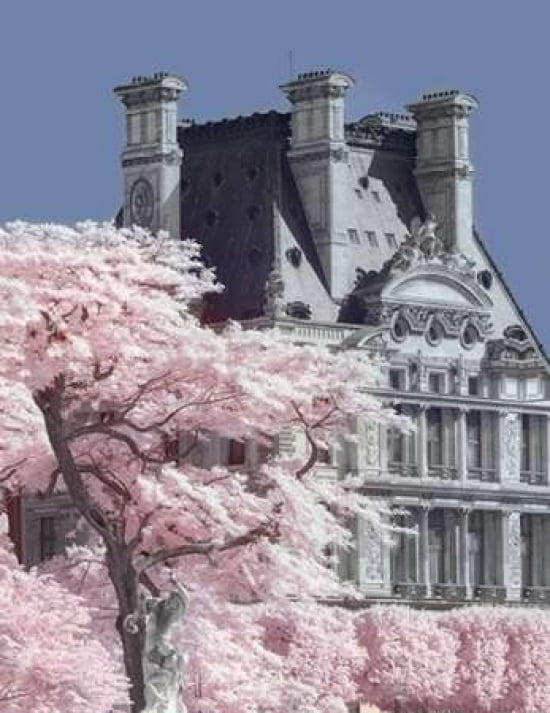 Jardin de Tuilieres Infrared-Paris Canvas Art - David Clapp (22 x 28)