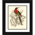 thumbnail image 1 of Jardine, Sir William 20x24 Black Ornate Wood Framed with Double Matting Museum Art Print Titled - Jardine Hummingbird VI, 1 of 4