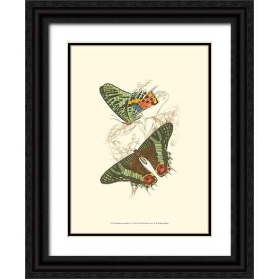 Jardine, Sir William 24x32 Black Ornate Wood Framed with Double Matting Museum Art Print Titled - Jardine Butterflies IV