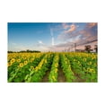 thumbnail image 1 of Jarrettsville Sunflowers - Maryland Photography Landscape Nature Floral Scenic Farmhouse Rural Unframed Wall Art Print 4 x 6 inches, 1 of 7