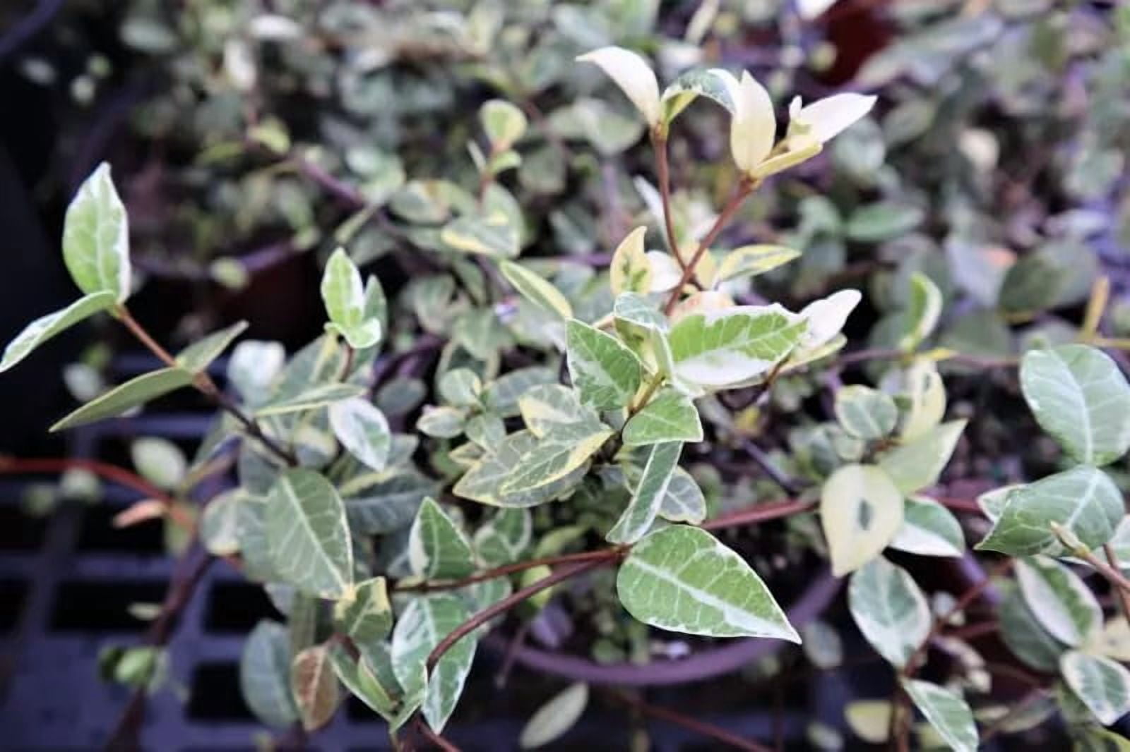 Jasmine Asiatic Variegated Plants | 1 Live 4 Inch Pot | Trachelospermum Asiaticum 'Variegata' | Fragrant Ground Cover | Evergreen Vine