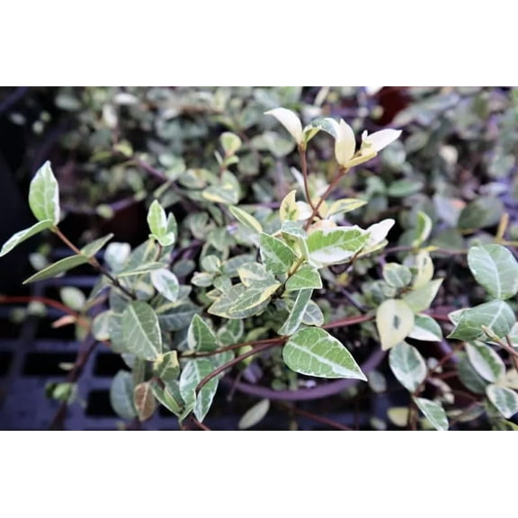 Jasmine Asiatic Variegated Plants | 30 Live 4 Inch Pots | Trachelospermum Asiaticum 'Variegata' | Fragrant Ground Cover | Evergreen Vine