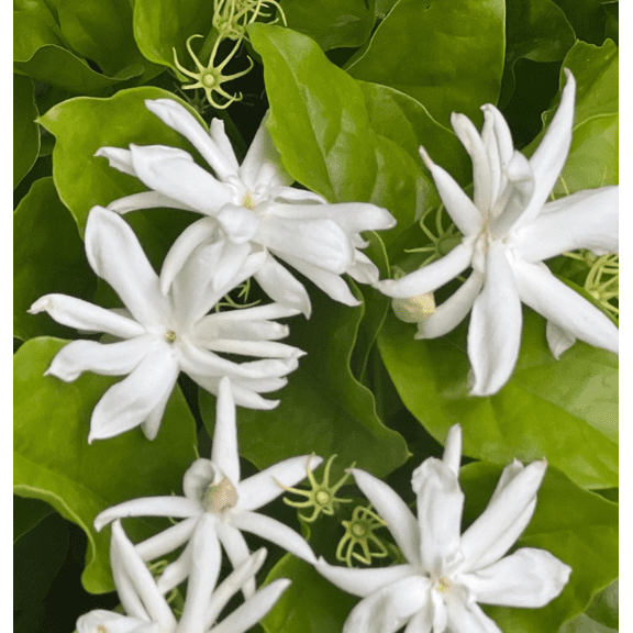 Jasmine Belle of India Live Plant 4-6 Inch Tall, White Blooming Jasmine for Indoor Outdoor Garden & Patio Decor