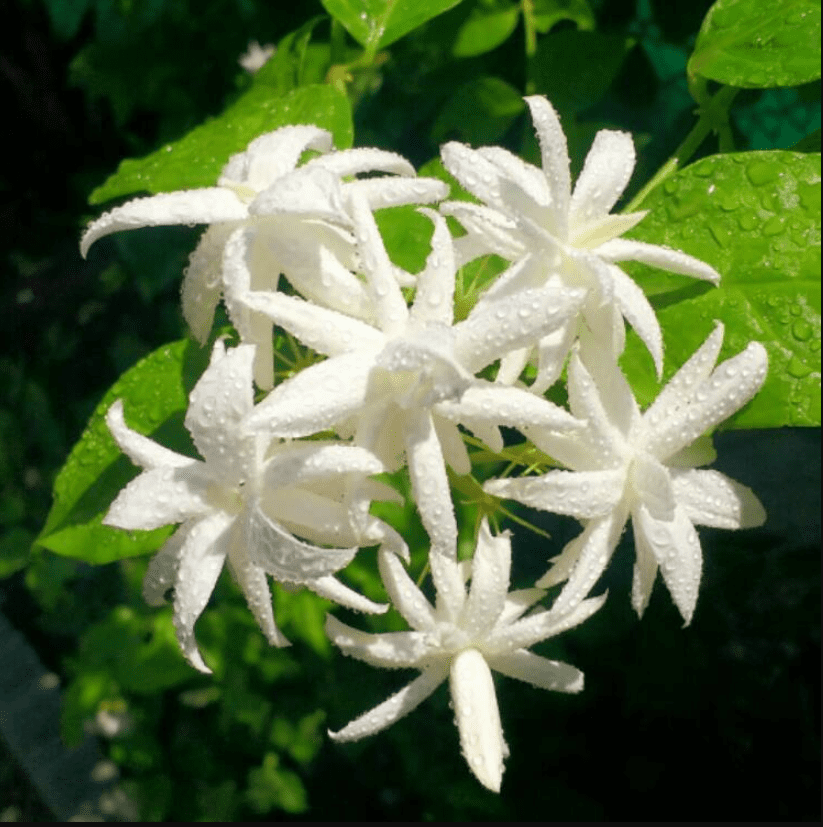 Jasmine Belle of India Live Starter Plant for Planting, Jasminum - Fragrant Flowering Vine for Garden Containers, 4 to 6 Inch Tall, Ship No Pot