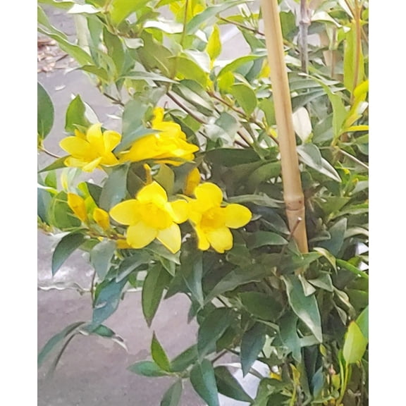Jasmine Carolina Gelsemium Sempervirens, Yellow Flower Vine, Gallon Pot