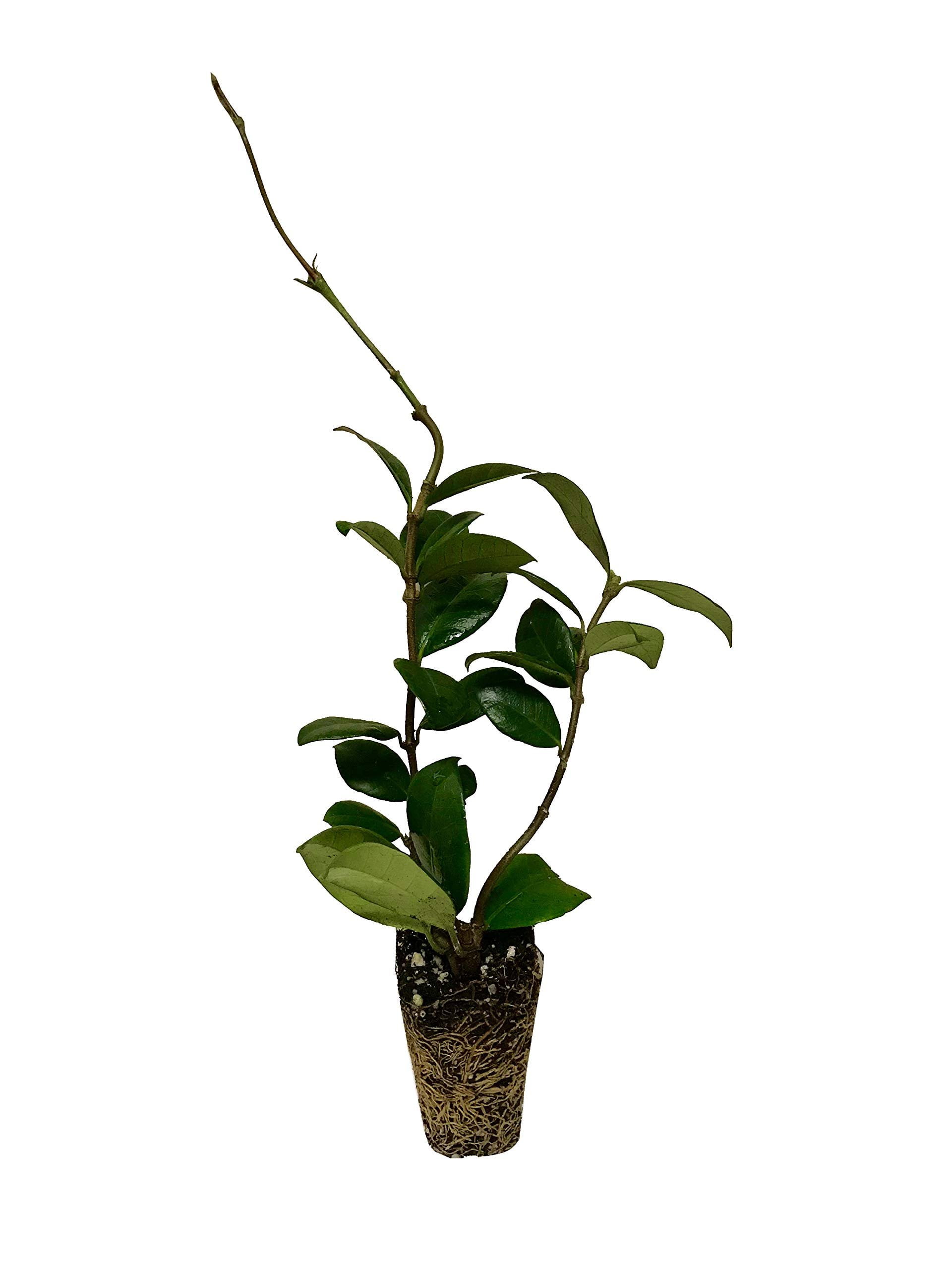 Jasmine Confederate  10 Live Plants  Trachelospermum Jasminoides  Fragrant Easy to Grow Vine Showy Blooms