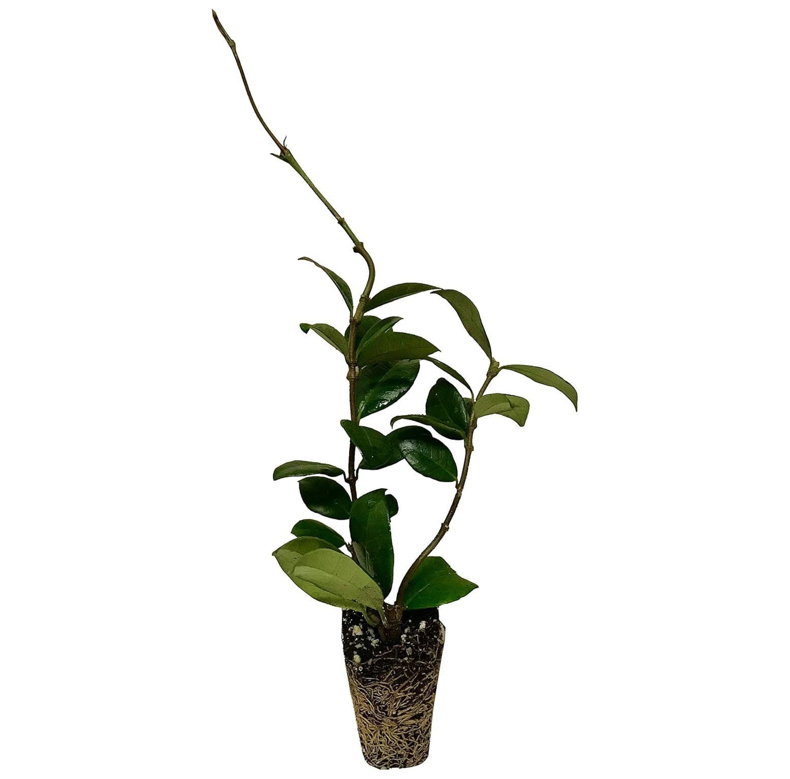 Jasmine Confederate 10 Live Plants Trachelospermum Jasminoides