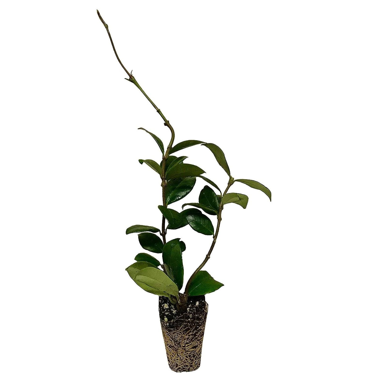 Jasmine Confederate 10 Live Plants Trachelospermum Jasminoides Fragrant Easy to Grow Vine