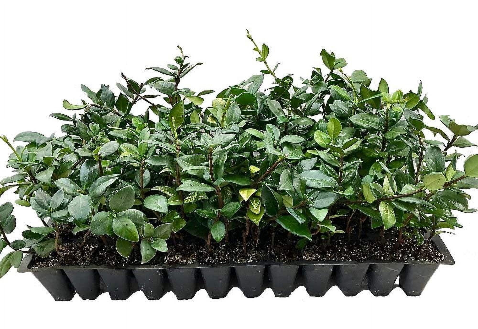Jasmine Confederate - 15 Live Plants - Fragrant Easy to Grow Vine Showy Blooms