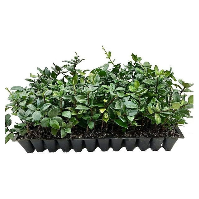 Jasmine Confederate 15 Live Plants Fragrant Easy to Grow Vine Showy