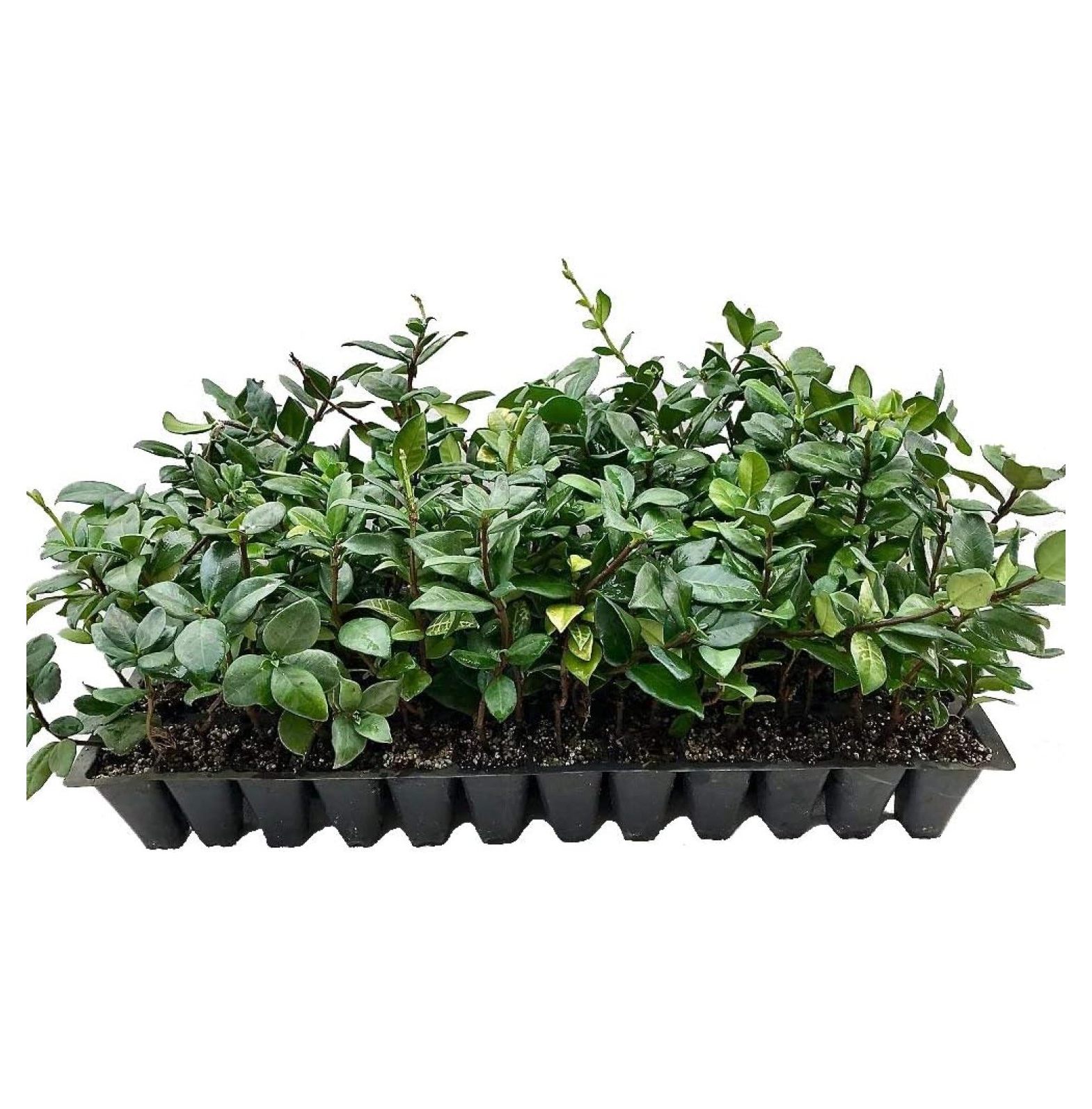 Jasmine Confederate Qty 30 Live Plants Fragrant Easy to Grow Vine Showy