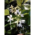 thumbnail image 1 of Jasmine Confederate Starter Plant, Lot of 20, 1 of 8