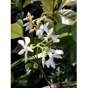 Jasmine Confederate, White Flower Shrub, Starter Plant, Lot of 2