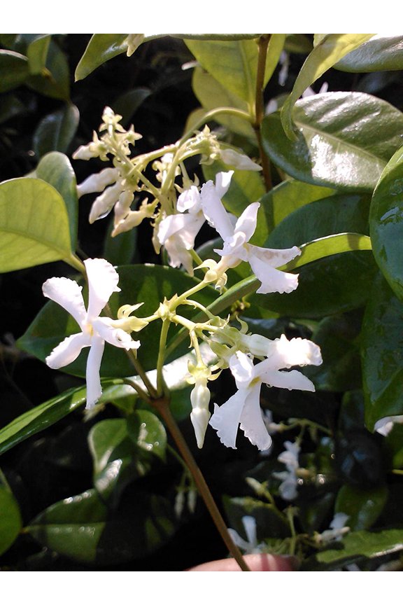 Jasmine Confederate, White Flower Shrub, Starter Plant, Lot of 2