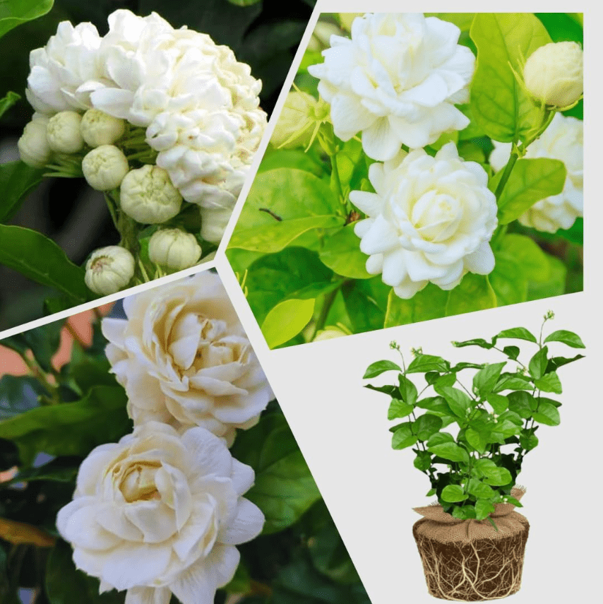 variegated jade plants Variegated Jade Plant | Crassula Ovata Tricolor | Care Guide and Pro Tips
